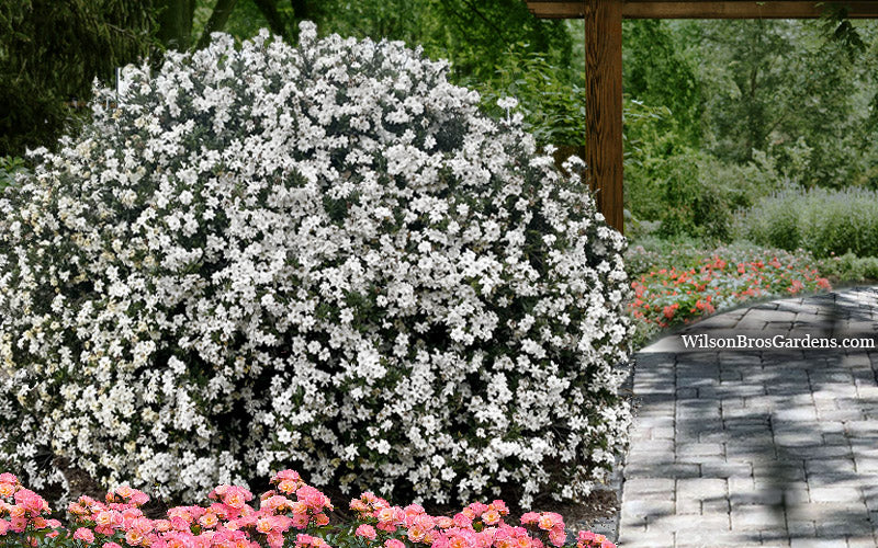  Big Beauty Gardenia - 3 Gallon Pot