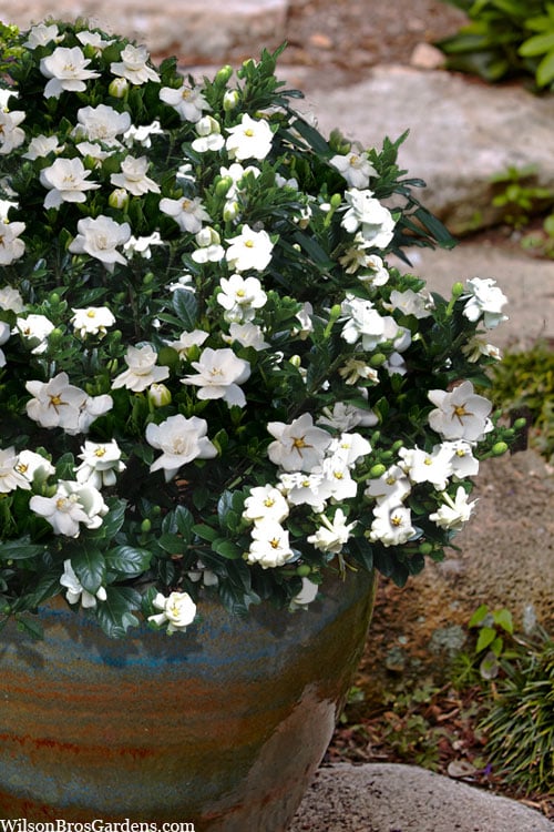  Buttons Gardenia - 3 Gallon Pot