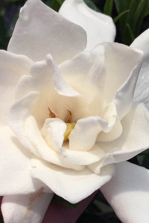  Chuck Hayes Gardenia - 2 Gallon Pot