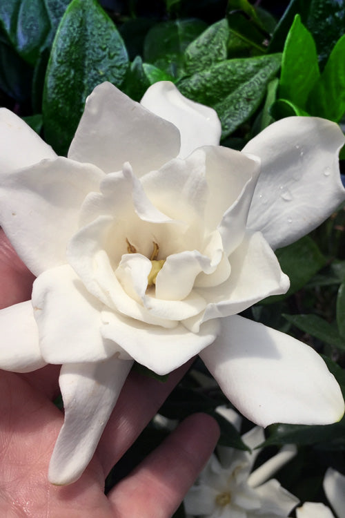  Chuck Hayes Gardenia - 3 Gallon Pot