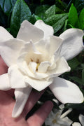  Chuck Hayes Gardenia - 3 Gallon Pot