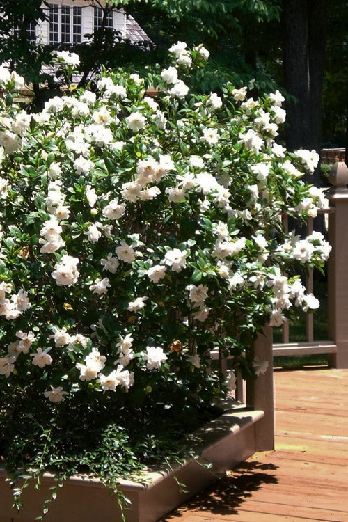  Chuck Hayes Gardenia - 3 Gallon Pot
