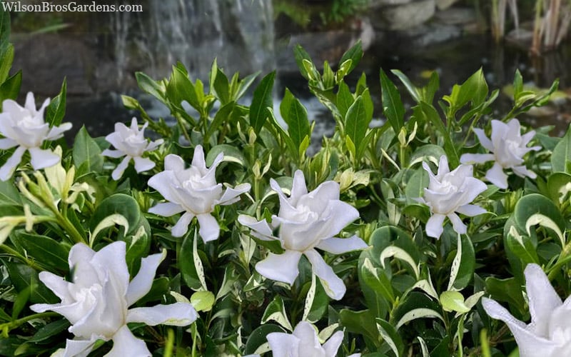  Crescent Moon Dwarf Gardenia - 1 Gallon Pot