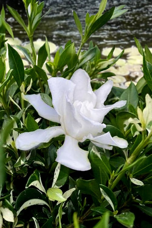  Crescent Moon Dwarf Gardenia - 1 Gallon Pot