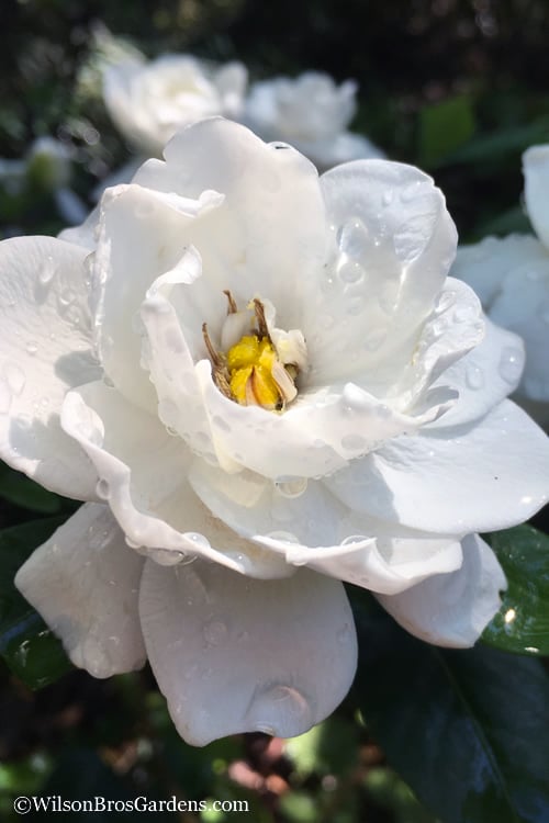  Crown Jewel Gardenia - 1 Gallon Pot