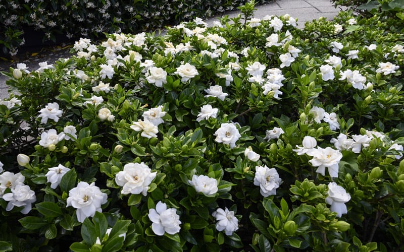  Crown Jewel Gardenia - 1 Gallon Pot