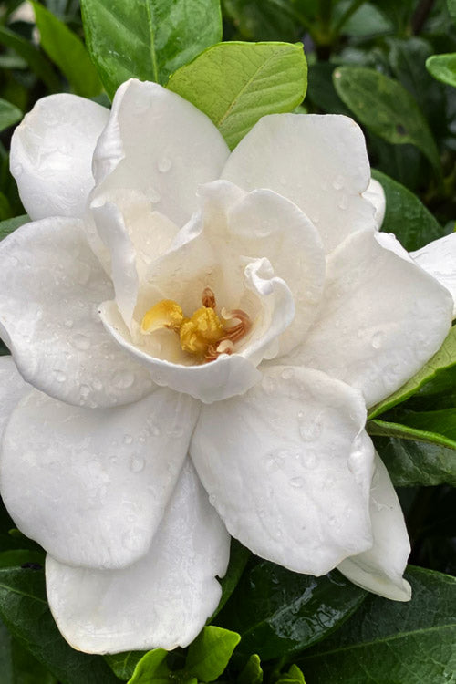  Pillow Talk Gardenia - 3 Gallon Pot