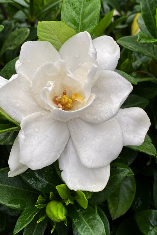  Pillow Talk Gardenia - 3 Gallon Pot