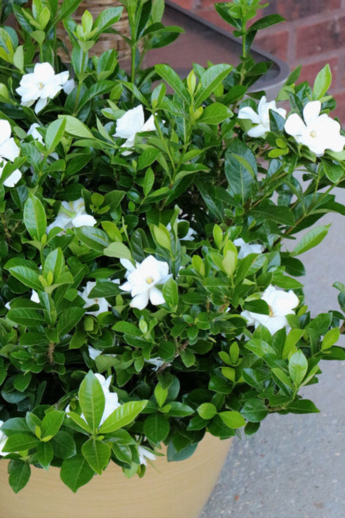  Pillow Talk Gardenia - 3 Gallon Pot