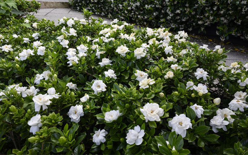  Pillow Talk Gardenia - 3 Gallon Pot