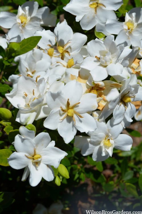  Snow Flurry Hardy Gardenia - 3 Gallon Pot