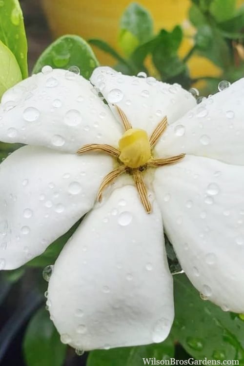  Snow Flurry Hardy Gardenia - 1 Gallon Pot