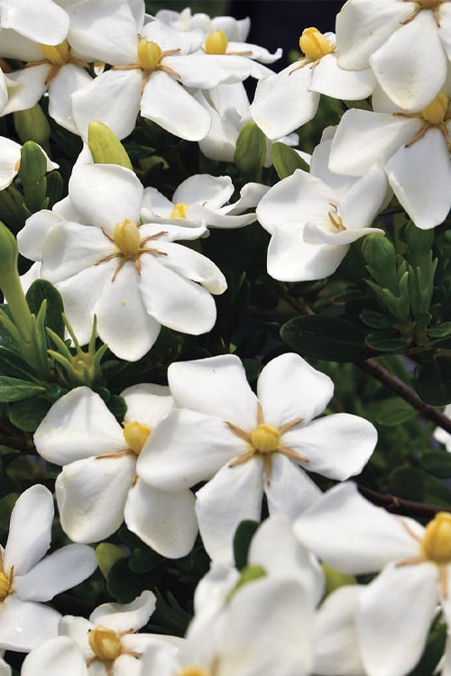  Snow Girl Hardy Dwarf Gardenia - 3 Gallon Pot