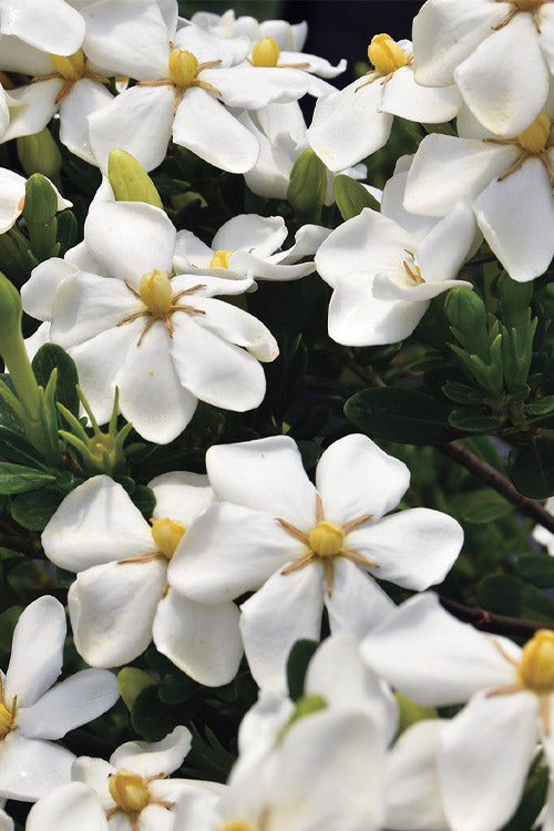  Snow Girl Hardy Dwarf Gardenia - 7 Gallon Pot