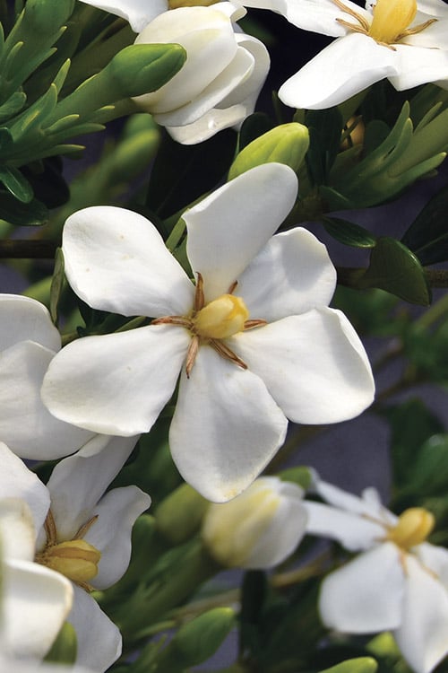  Snow Girl Hardy Dwarf Gardenia - 3 Gallon Pot