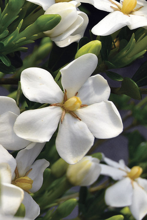  Snow Girl Hardy Dwarf Gardenia - 6 Pack Of 1 Gallon Pots