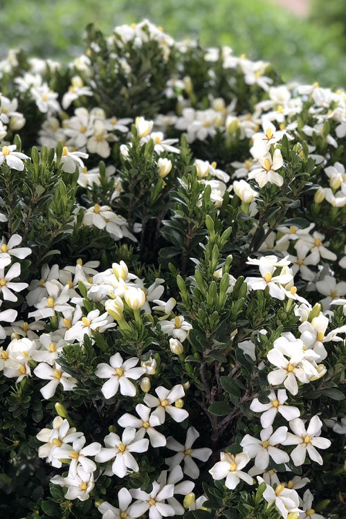  Snow Girl Hardy Dwarf Gardenia - 7 Gallon Pot