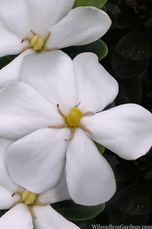  Snow Girl Hardy Dwarf Gardenia - 3 Gallon Pot