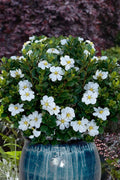  Snow Globe Gardenia - 3 Gallon Pot