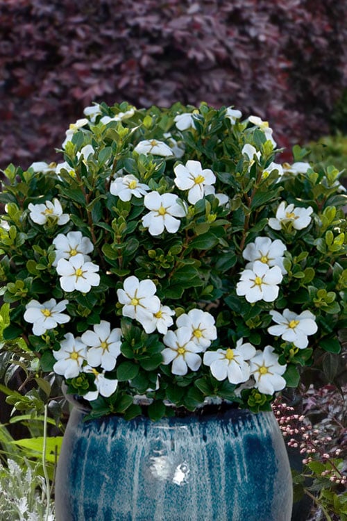  Snow Globe Gardenia - 1 Gallon Pot