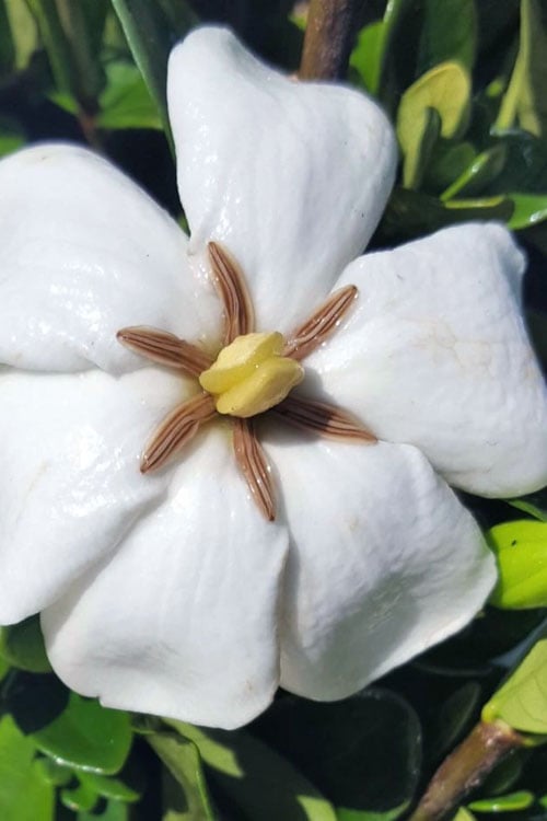  Snow Globe Gardenia - 1 Gallon Pot