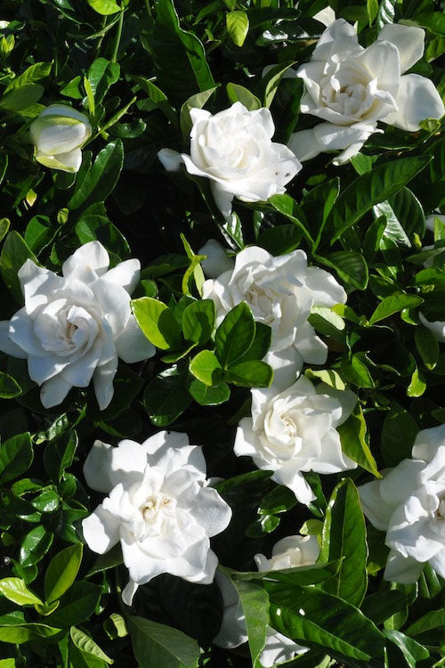  Snow Puff Hardy Gardenia - 3 Gallon Pot