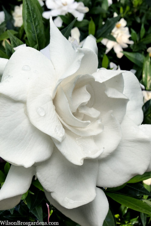  Snow Puff Hardy Gardenia - 3 Gallon Pot