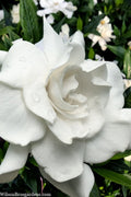  Snow Puff Hardy Gardenia - 1 Gallon Pot