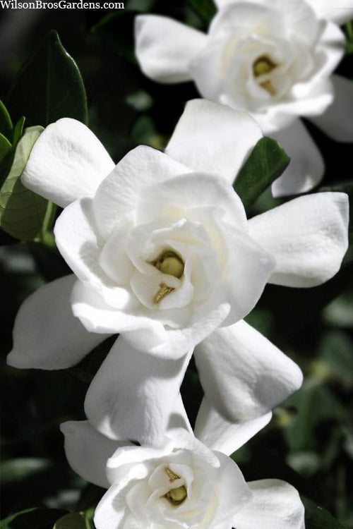  Steady As She Goes Hardy Gardenia - 3 Gallon Pot