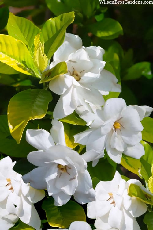  Gold Doubloon Gardenia - 6 Pack Of 1 Gallon Pots