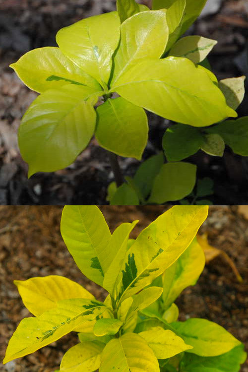  Gold Doubloon Gardenia - 6 Pack Of 1 Gallon Pots