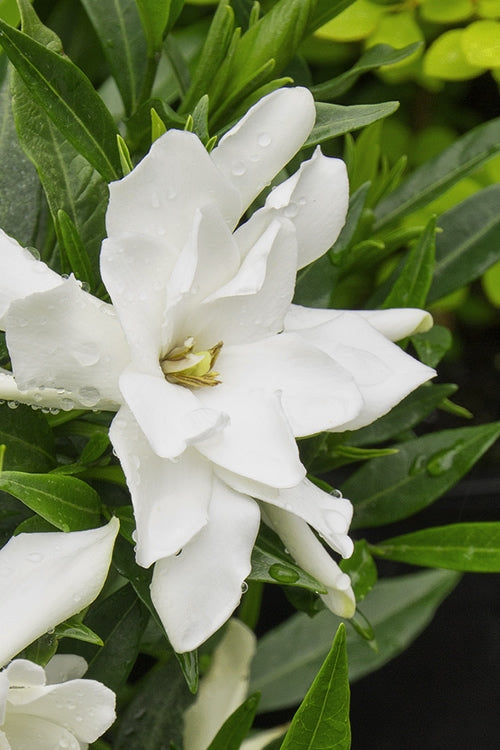  Radicans Creeping Dwarf Gardenia - 3 Gallon Pot