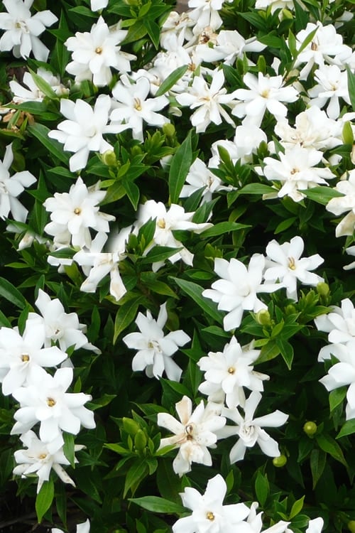  Radicans Creeping Dwarf Gardenia - 6 Pack Of 1 Gallon Pots