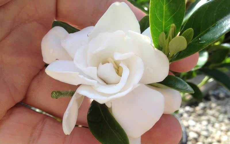  Jubilation Gardenia - 2.5 Quart Pot