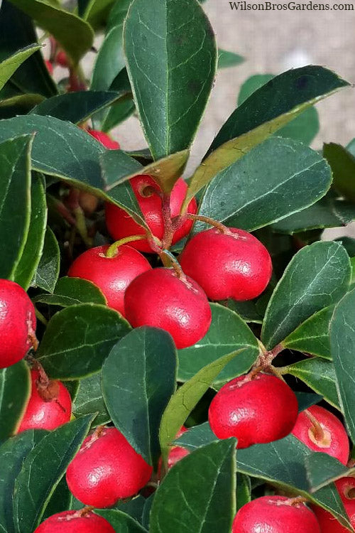  Winter Fiesta Wintergreen Gaultheria - 1 Gallon Pot