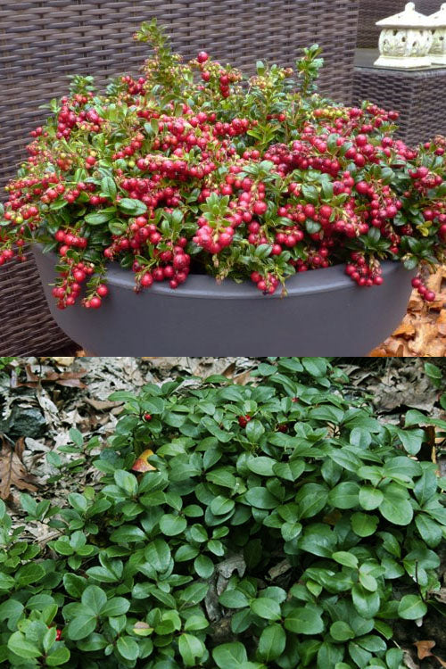  Winter Fiesta Wintergreen Gaultheria - 1 Gallon Pot