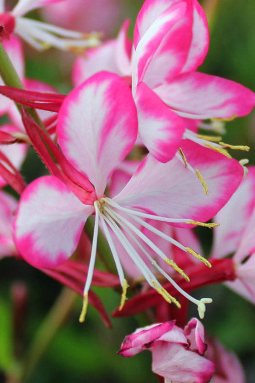  Rosy Jane Gaura (Wandflower) - 1 Gallon Pot