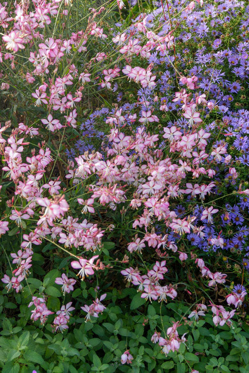  Rosy Jane Gaura (Wandflower) - 5 Pack Of Quart Pots