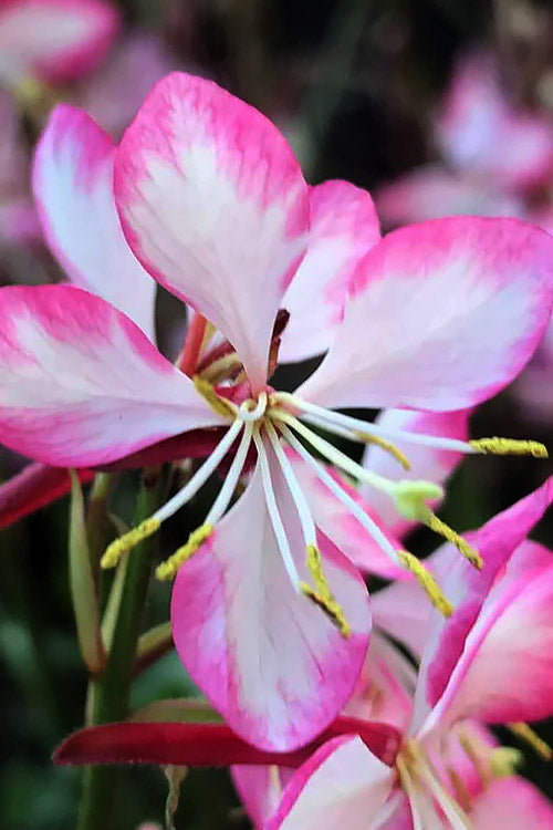  Rosy Jane Gaura (Wandflower) - 5 Pack Of Quart Pots