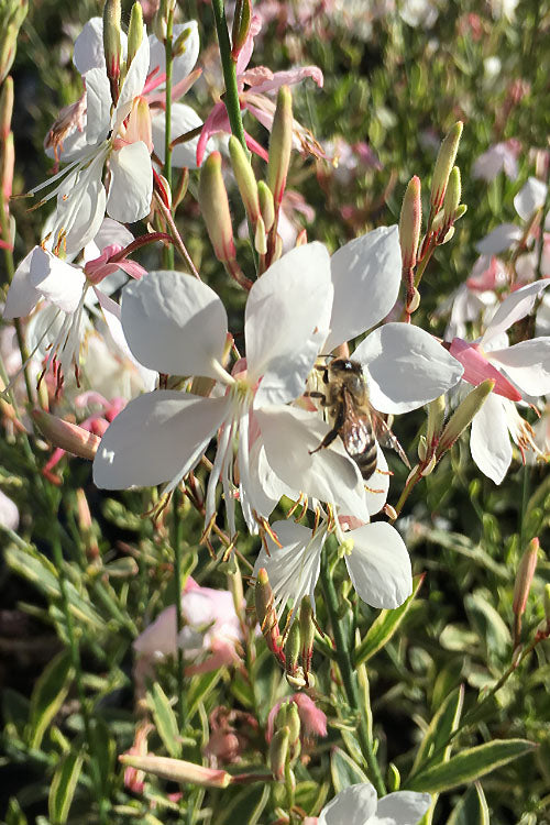  Walberton's Silver Fountain Gaura (Wandflower) - 6 Pack Of 1 Gallon Pots