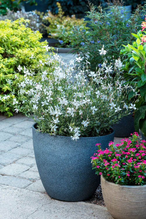 Walberton's Silver Fountain Gaura (Wandflower) - 6 Pack Of 1 Gallon Pots