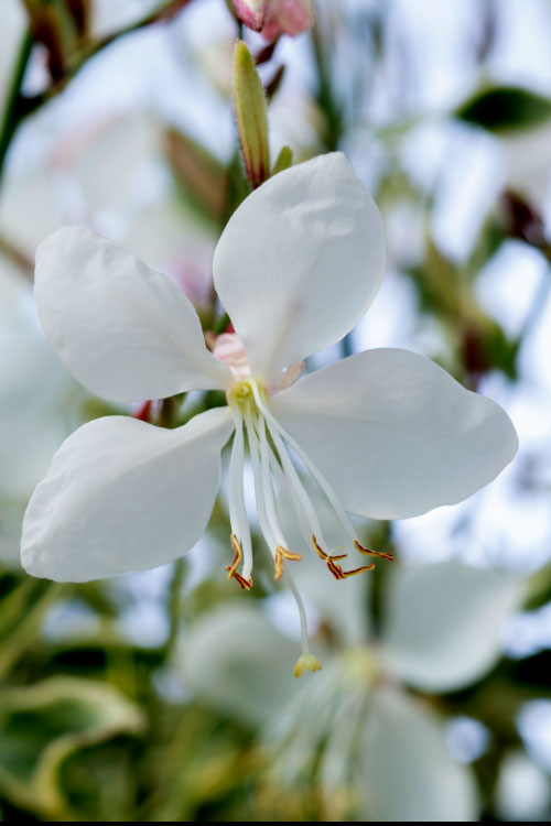  Walberton's Silver Fountain Gaura (Wandflower) - 6 Pack Of 1 Gallon Pots