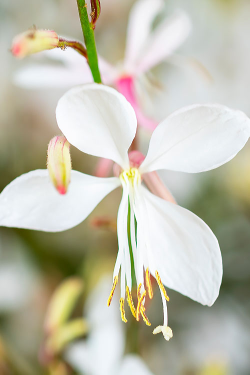  Walberton's Silver Fountain Gaura (Wandflower) - 6 Pack Of 1 Gallon Pots