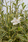  Walberton's Silver Fountain Gaura (Wandflower) - 6 Pack Of 1 Gallon Pots