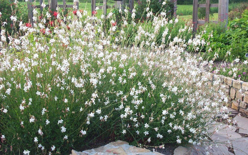 Whirling Butterflies Gaura - 1 Gallon Pot