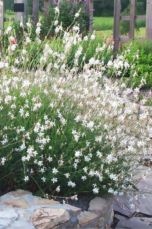  Whirling Butterflies Gaura - 1 Gallon Pot