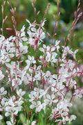  Whirling Butterflies Gaura - 1 Gallon Pot