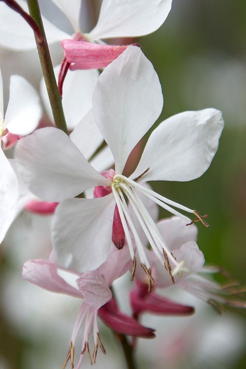  Whirling Butterflies Gaura - 1 Gallon Pot