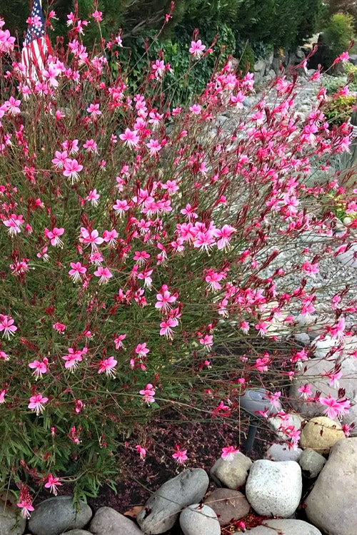  Siskiyou Pink Gaura (Wandflower) - 1 Gallon Pot