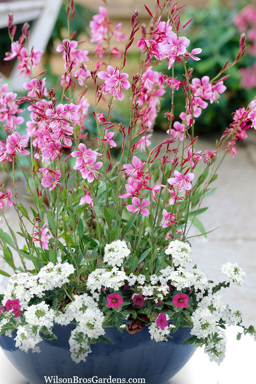  Siskiyou Pink Gaura (Wandflower) - 1 Gallon Pot